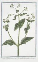 Picture 127 of 713 from Hortus Romanus plantaru (1772), leaf 127