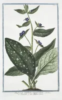 Picture 128 of 713 from Hortus Romanus plantaru (1772), leaf 128