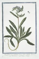 Picture 129 of 713 from Hortus Romanus plantaru (1772), leaf 129