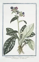 Picture 131 of 713 from Hortus Romanus plantaru (1772), leaf 131