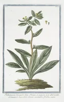 Picture 132 of 713 from Hortus Romanus plantaru (1772), leaf 132