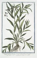 An illustration from Hortus Romanus plantaru (1772)