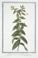 An illustration from Hortus Romanus plantaru (1772)