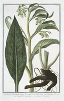 An illustration from Hortus Romanus plantaru (1772)