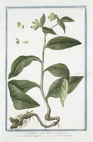 Picture 136 of 713 from Hortus Romanus plantaru (1772), leaf 136
