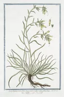 An illustration from Hortus Romanus plantaru (1772)
