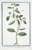 Picture 138 of 713 from Hortus Romanus plantaru (1772), leaf 138