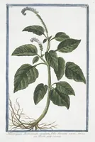An illustration from Hortus Romanus plantaru (1772)
