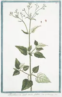 Picture 14 of 713 from Hortus Romanus plantaru (1772), leaf 14