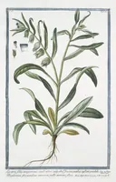 Picture 140 of 713 from Hortus Romanus plantaru (1772), leaf 140