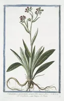 Picture 141 of 713 from Hortus Romanus plantaru (1772), leaf 141