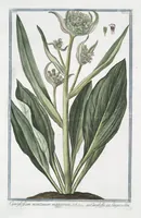 An illustration from Hortus Romanus plantaru (1772)