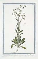 An illustration from Hortus Romanus plantaru (1772)