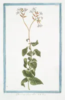 An illustration from Hortus Romanus plantaru (1772)