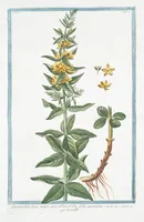 An illustration from Hortus Romanus plantaru (1772)