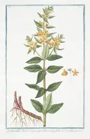 Picture 147 of 713 from Hortus Romanus plantaru (1772), leaf 147