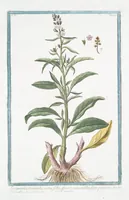An illustration from Hortus Romanus plantaru (1772)