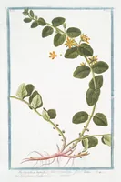 Picture 149 of 713 from Hortus Romanus plantaru (1772), leaf 149