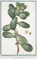 Picture 15 of 713 from Hortus Romanus plantaru (1772), leaf 15