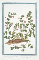 Picture 150 of 713 from Hortus Romanus plantaru (1772), leaf 150