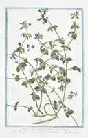 Picture 151 of 713 from Hortus Romanus plantaru (1772), leaf 151