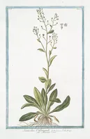An illustration from Hortus Romanus plantaru (1772)