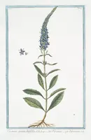 Picture 153 of 713 from Hortus Romanus plantaru (1772), leaf 153