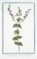 An illustration from Hortus Romanus plantaru (1772)