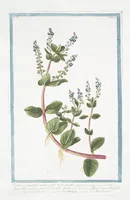 Picture 155 of 713 from Hortus Romanus plantaru (1772), leaf 155