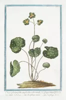 Picture 156 of 713 from Hortus Romanus plantaru (1772), leaf 156