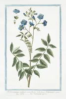Picture 157 of 713 from Hortus Romanus plantaru (1772), leaf 157