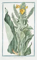 An illustration from Hortus Romanus plantaru (1772)