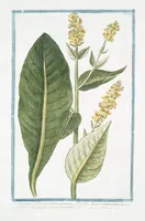 An illustration from Hortus Romanus plantaru (1772)