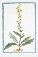 Picture 161 of 713 from Hortus Romanus plantaru (1772), leaf 161