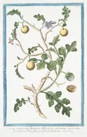 An illustration from Hortus Romanus plantaru (1772)