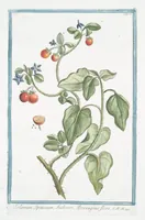 Picture 163 of 713 from Hortus Romanus plantaru (1772), leaf 163