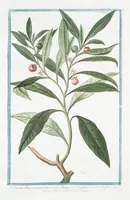 An illustration from Hortus Romanus plantaru (1772)