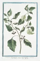 An illustration from Hortus Romanus plantaru (1772)