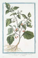An illustration from Hortus Romanus plantaru (1772)