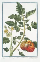Picture 167 of 713 from Hortus Romanus plantaru (1772), leaf 167