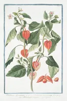 An illustration from Hortus Romanus plantaru (1772)