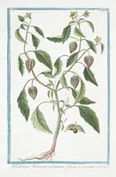 Picture 169 of 713 from Hortus Romanus plantaru (1772), leaf 169