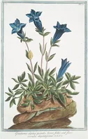 Picture 17 of 713 from Hortus Romanus plantaru (1772), leaf 17