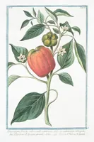 An illustration from Hortus Romanus plantaru (1772)