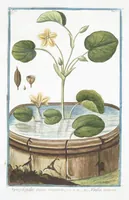 Picture 172 of 713 from Hortus Romanus plantaru (1772), leaf 172