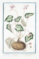 Picture 173 of 713 from Hortus Romanus plantaru (1772), leaf 173