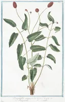 Picture 175 of 713 from Hortus Romanus plantaru (1772), leaf 175