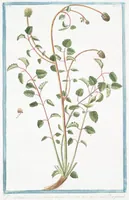 An illustration from Hortus Romanus plantaru (1772)