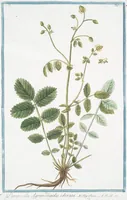 Picture 177 of 713 from Hortus Romanus plantaru (1772), leaf 177