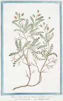 Picture 178 of 713 from Hortus Romanus plantaru (1772), leaf 178
